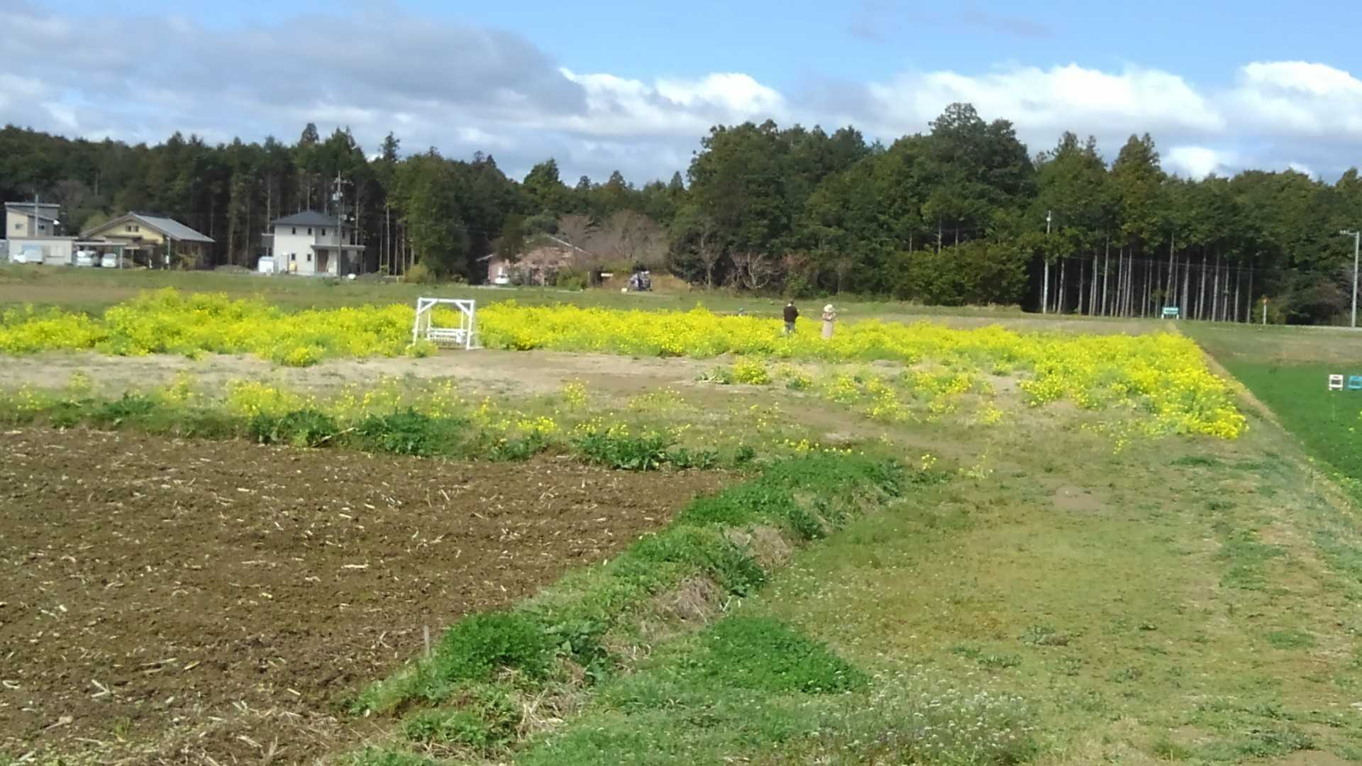 横の菜の花が満開です🌻