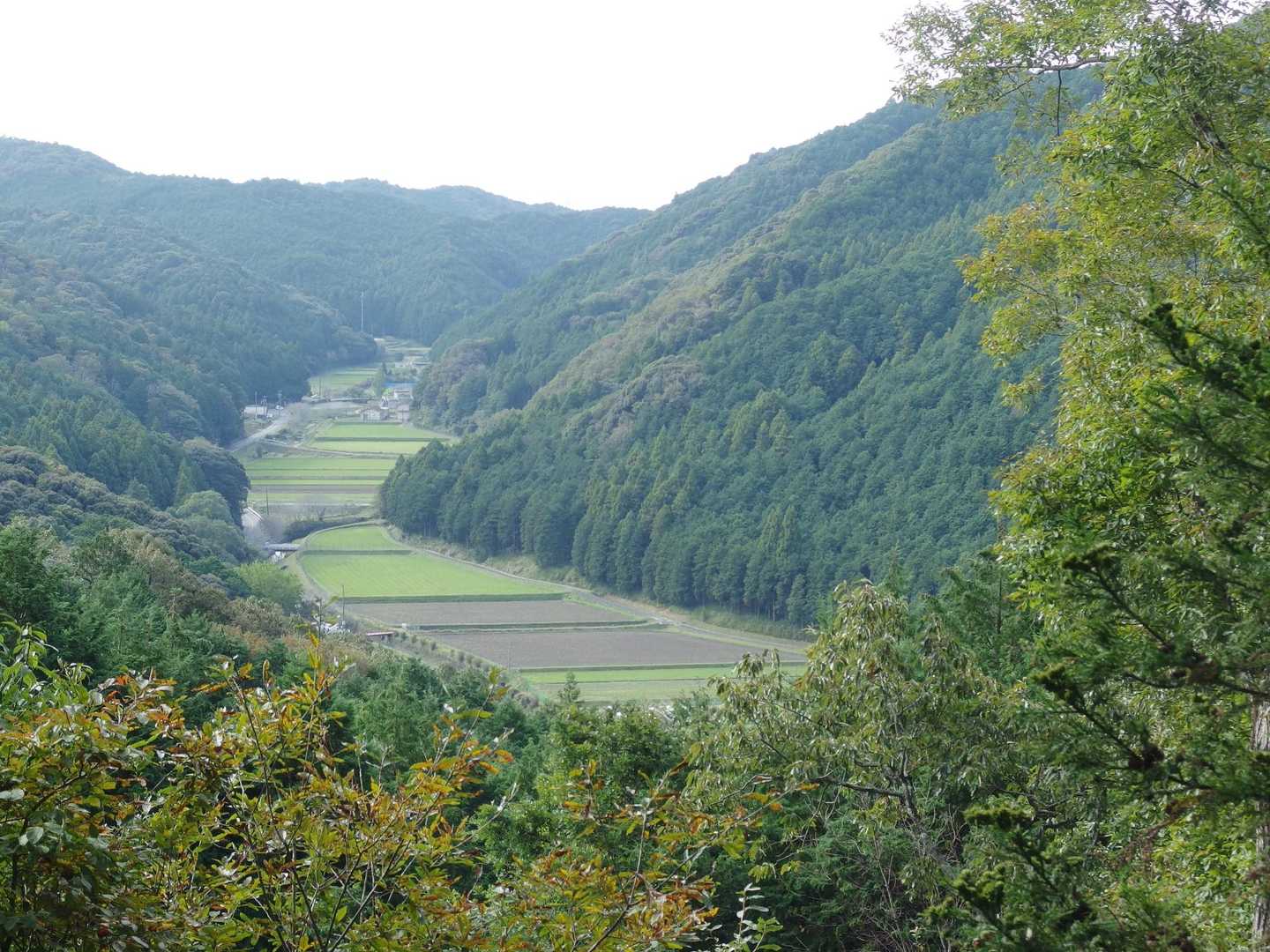 少し進むと鳥川の谷間の田畑が見える