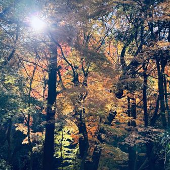 こういうのをきれいに撮りたい。