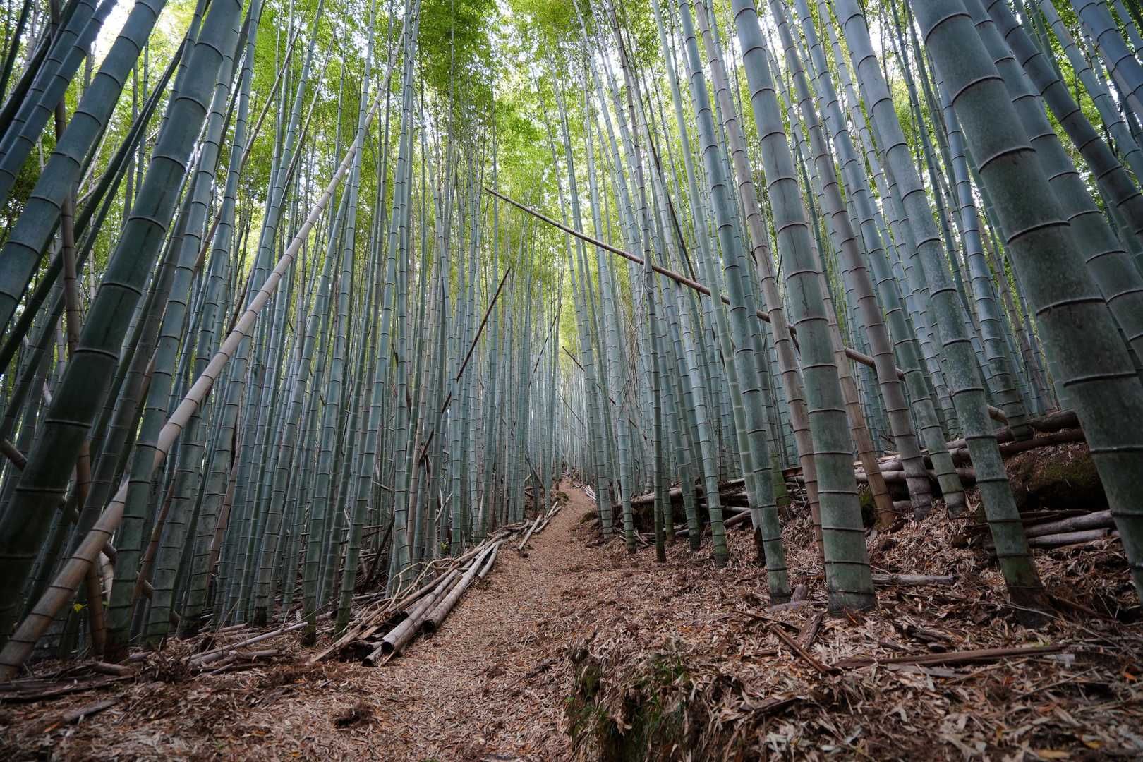 沼八幡宮-赤子山登山口-赤子山 往復コースの写真