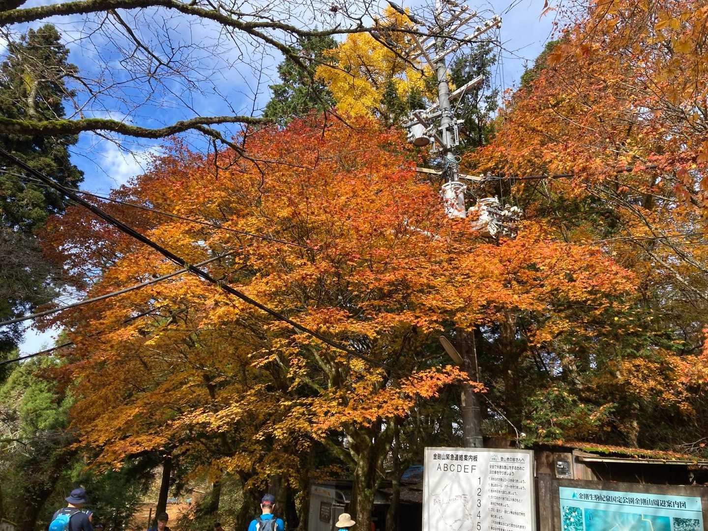 千早本道登山口-金剛山-府民の森 ちはや園地 往復コースの写真