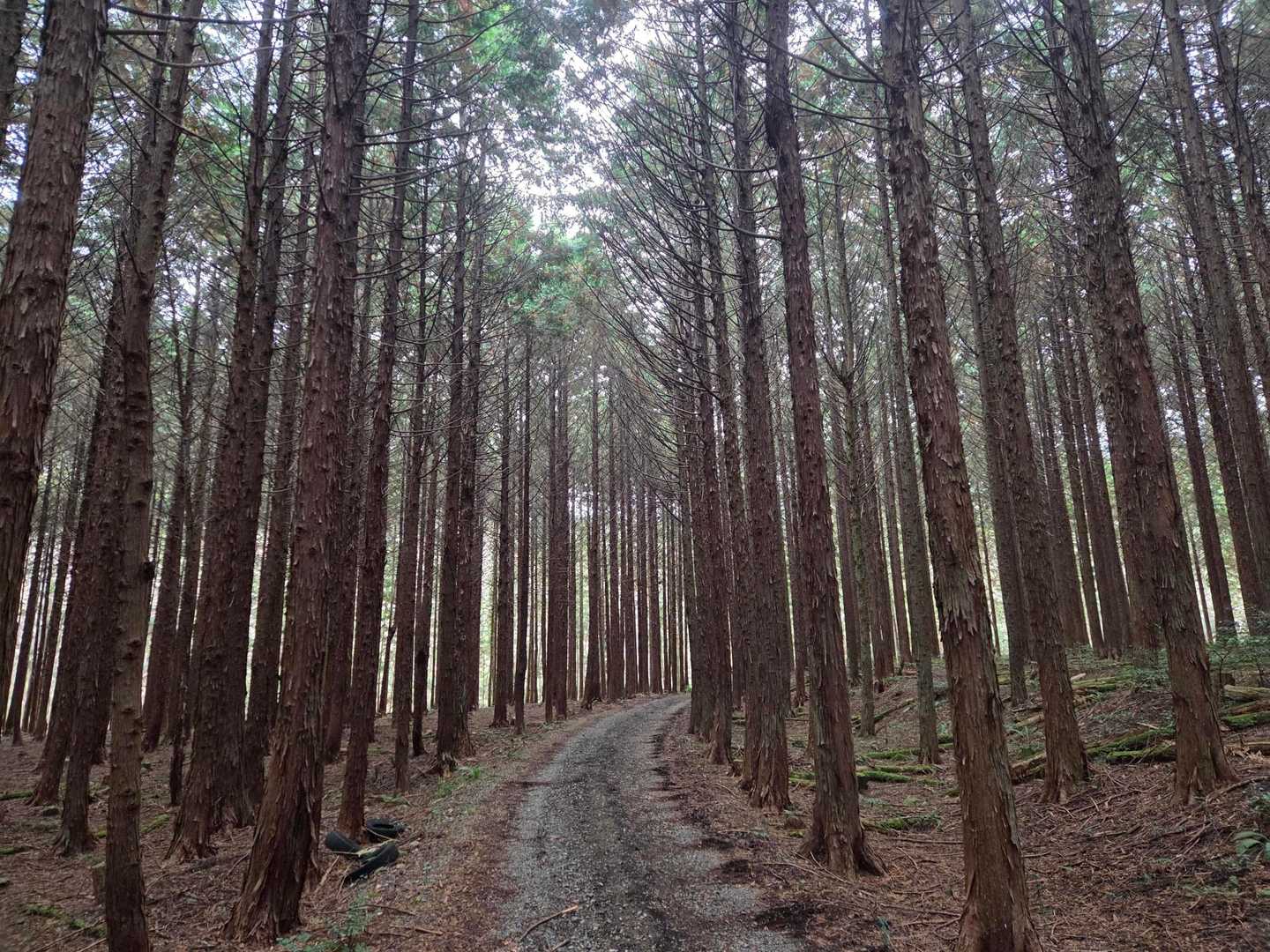 高岳山登山口-桐ヶ峠-高岳山 往復コースの写真