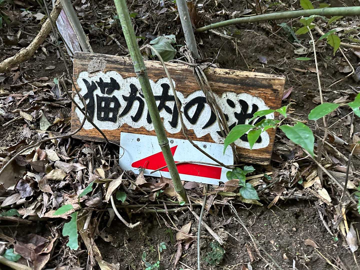 猫が内の池？向かわねば🤣