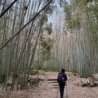 最後の山に向かいます、竹林の登山道🎶