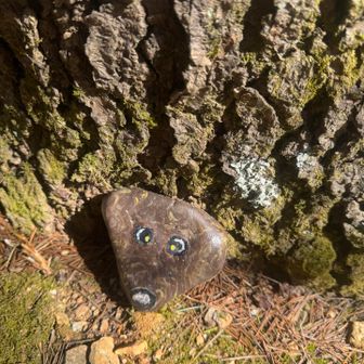 ポッキー君のワロック