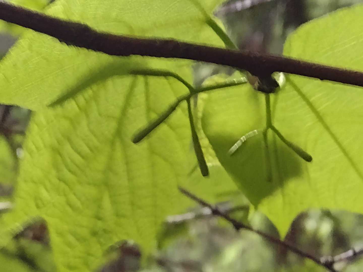 見上げたらウリノキの蕾