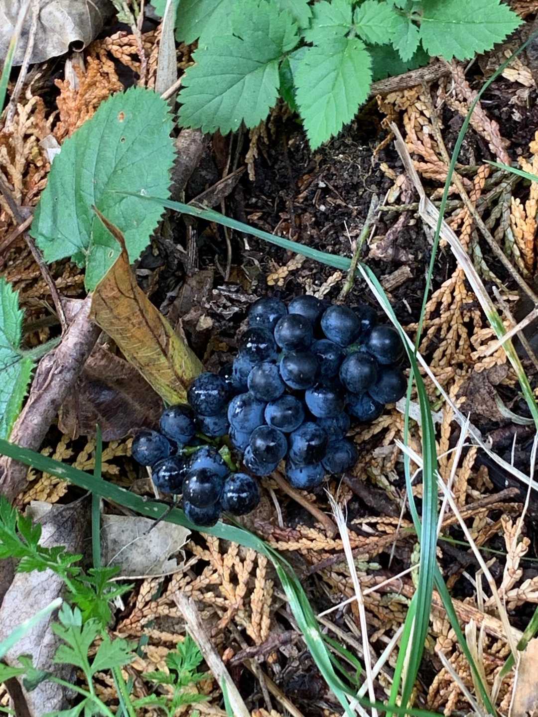 5センチくらいの🍇　食べれるのかな⁉️