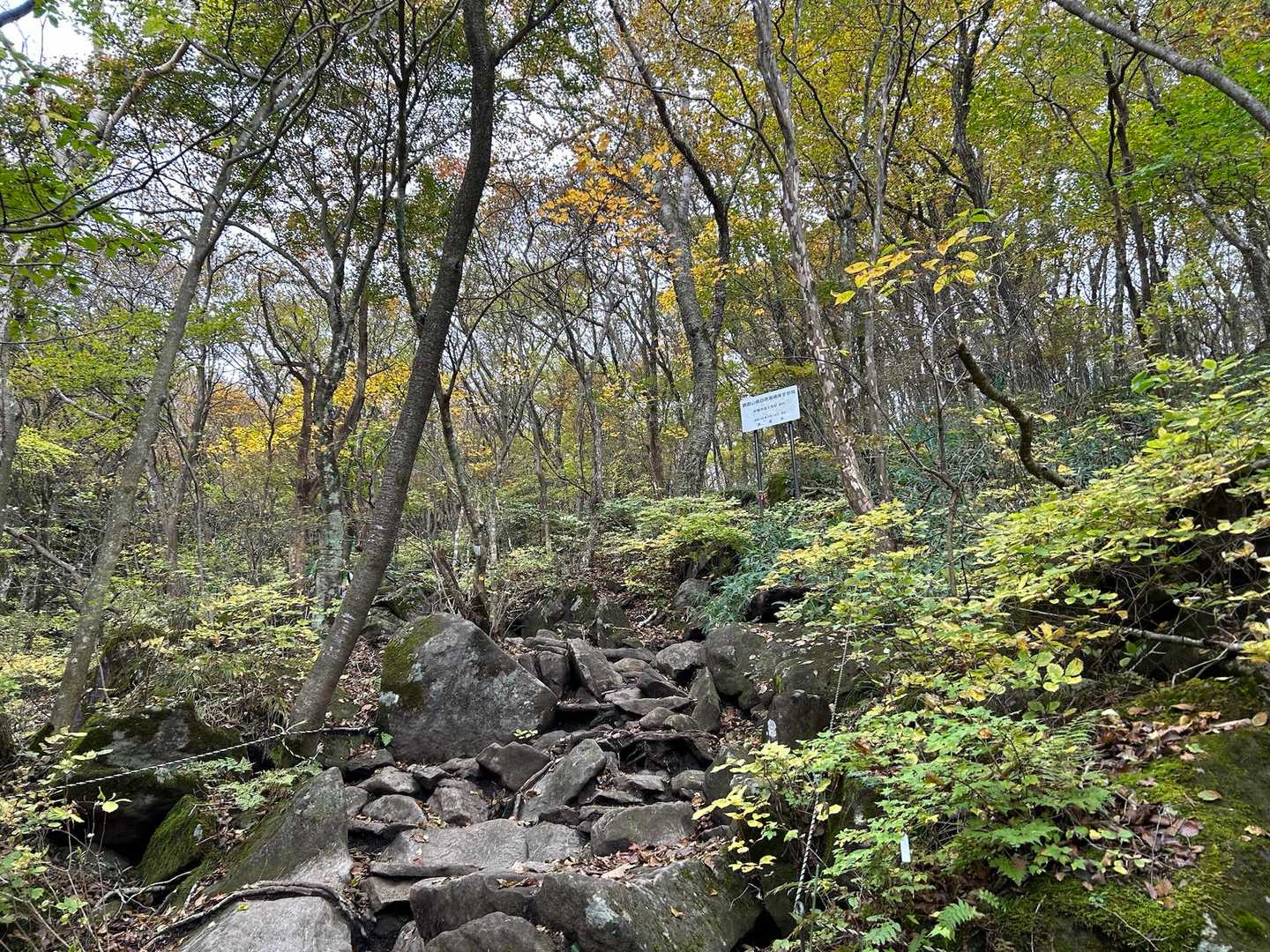 石ゴロゴロ、濡れてても
何だか、
以前より怖くありません、
落ち葉のクッション🍂のおかげでしょうか？
