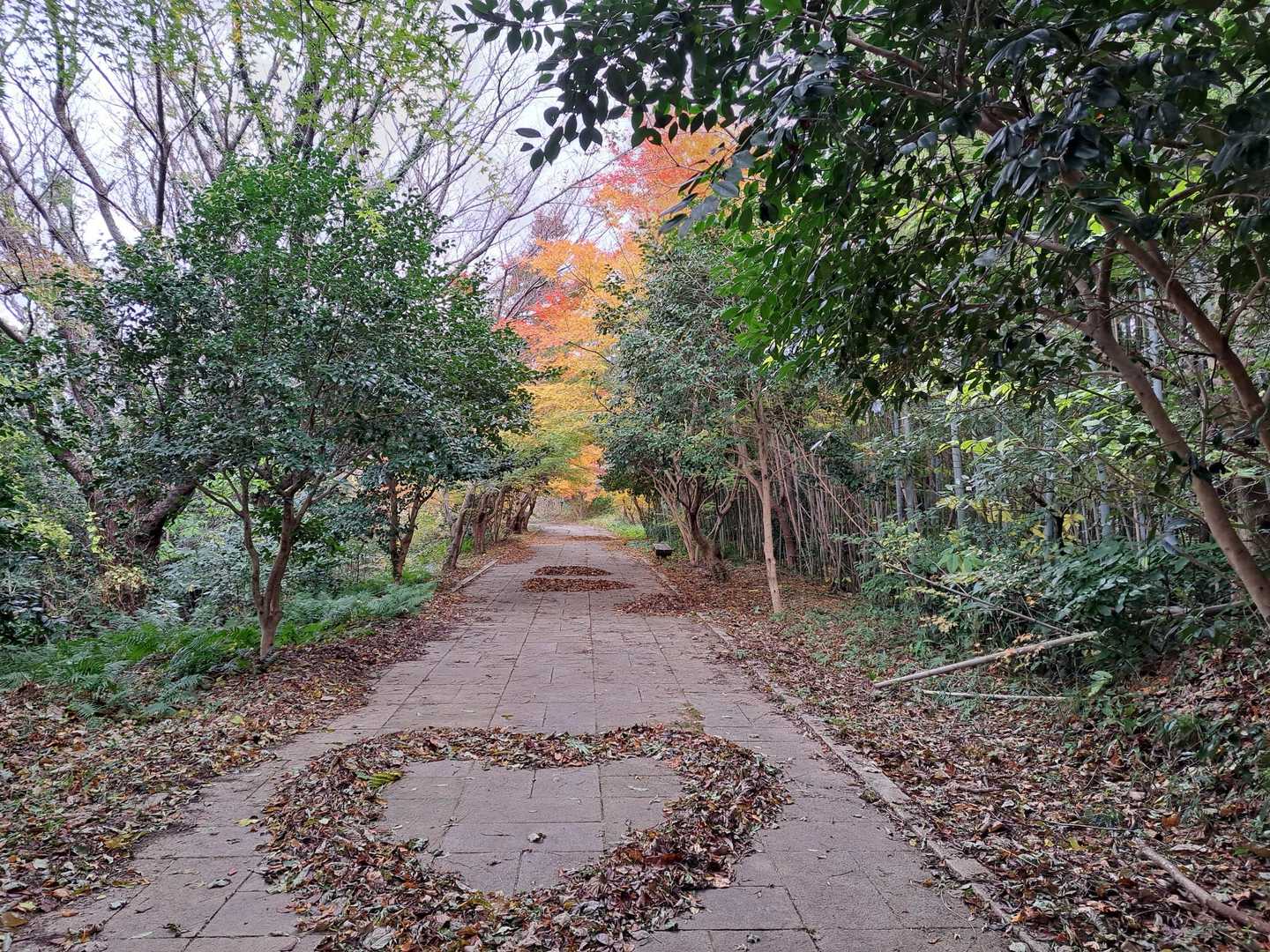 朝日山 往復コースの写真