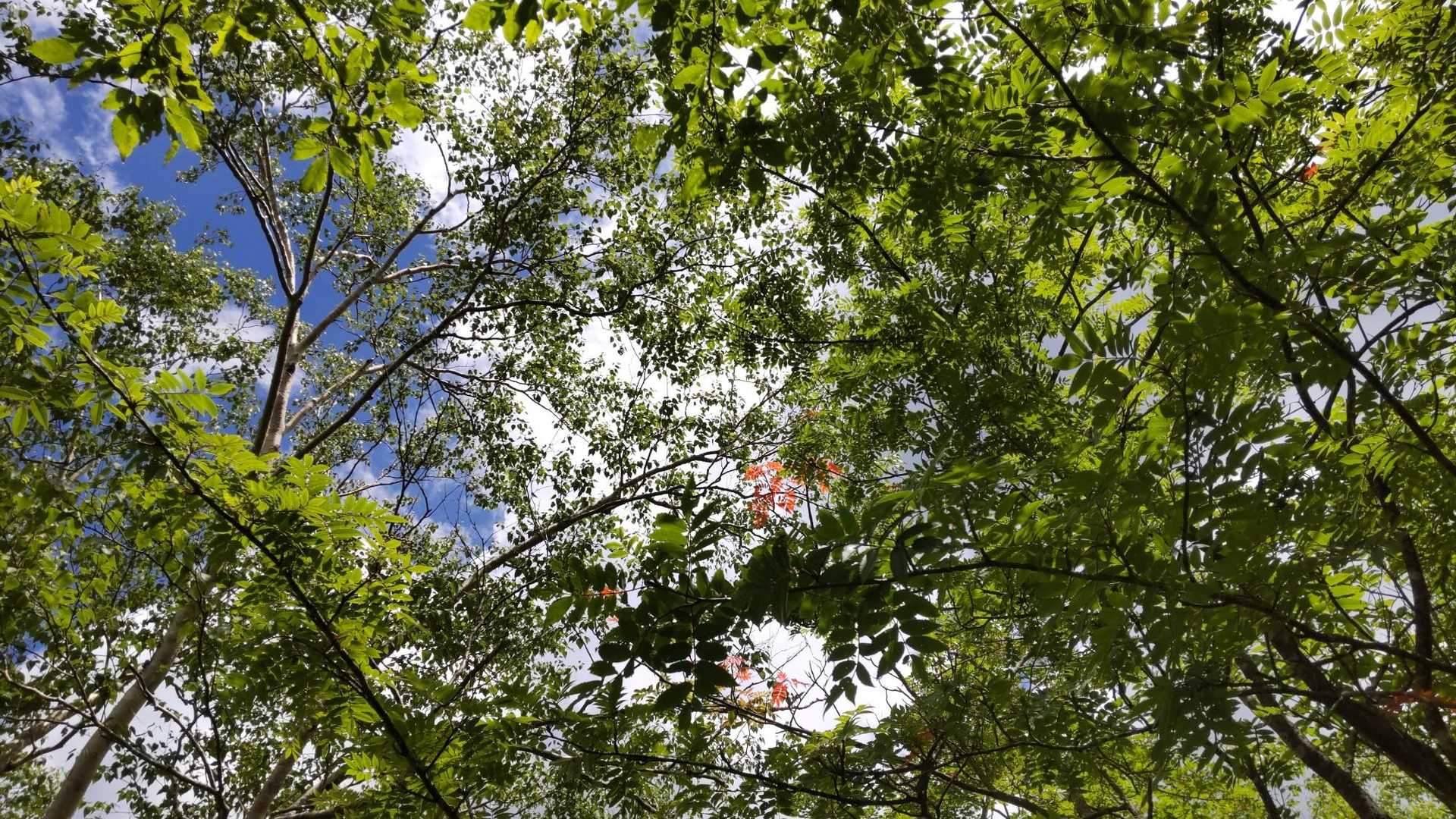 緑のなかに紅葉🍁が混ざって👀