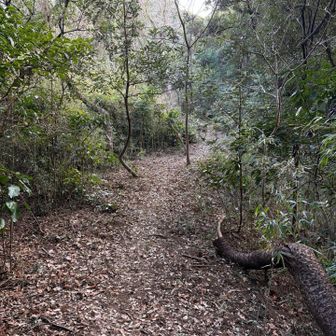 ジャングルっぽい　夏はハチやダニが心配
