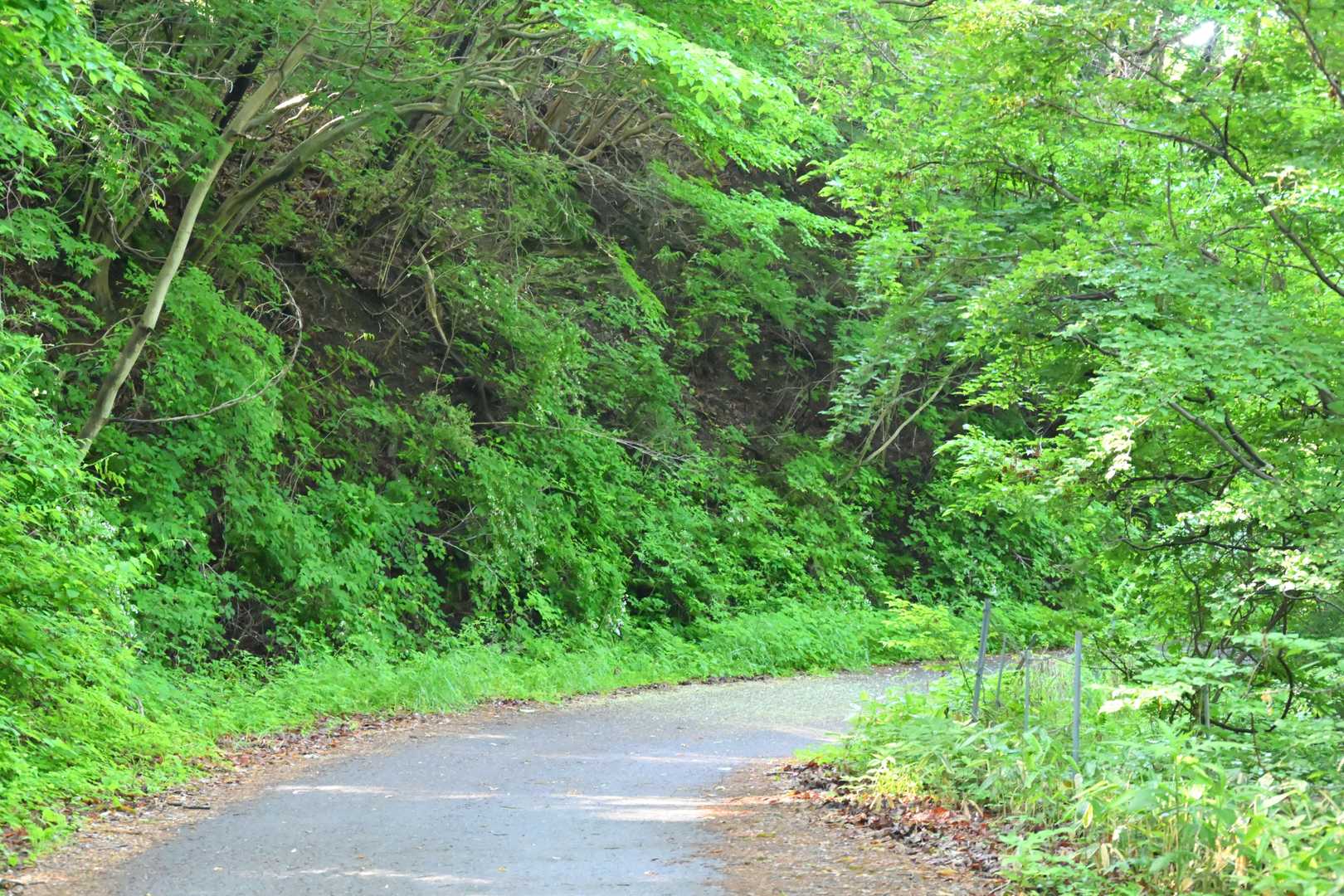 しばらくは舗装路を