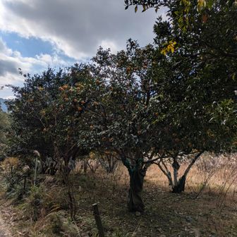愛宕山麓の水尾では、柚子が沢山実っていた。🍋
近所の人から依頼された柚子を購入！
柚子は安く、品物も良い！柚子の里水尾ならでわである。