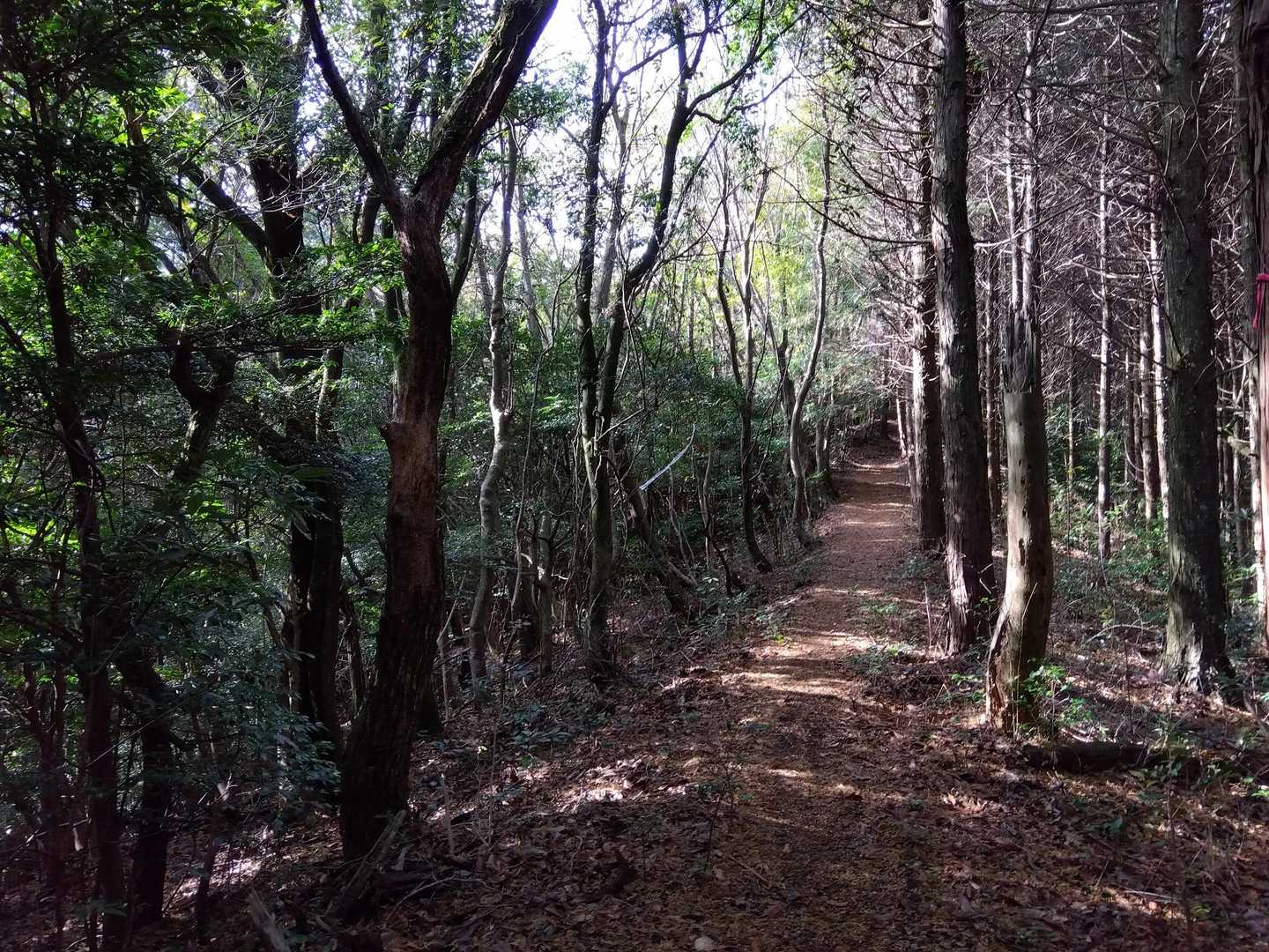 素敵な登山道です✨