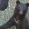 森のクマさん