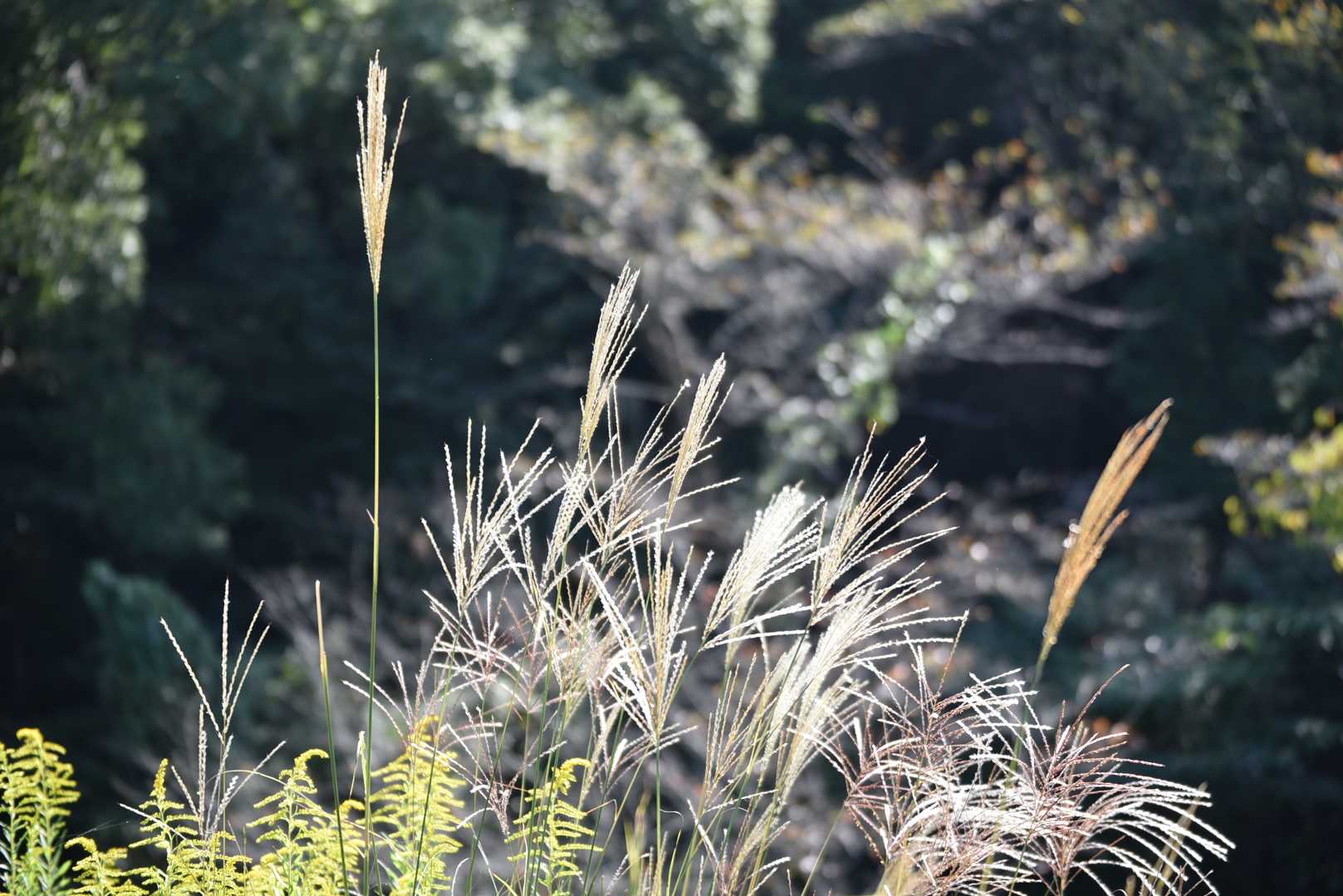 ススキも綺麗