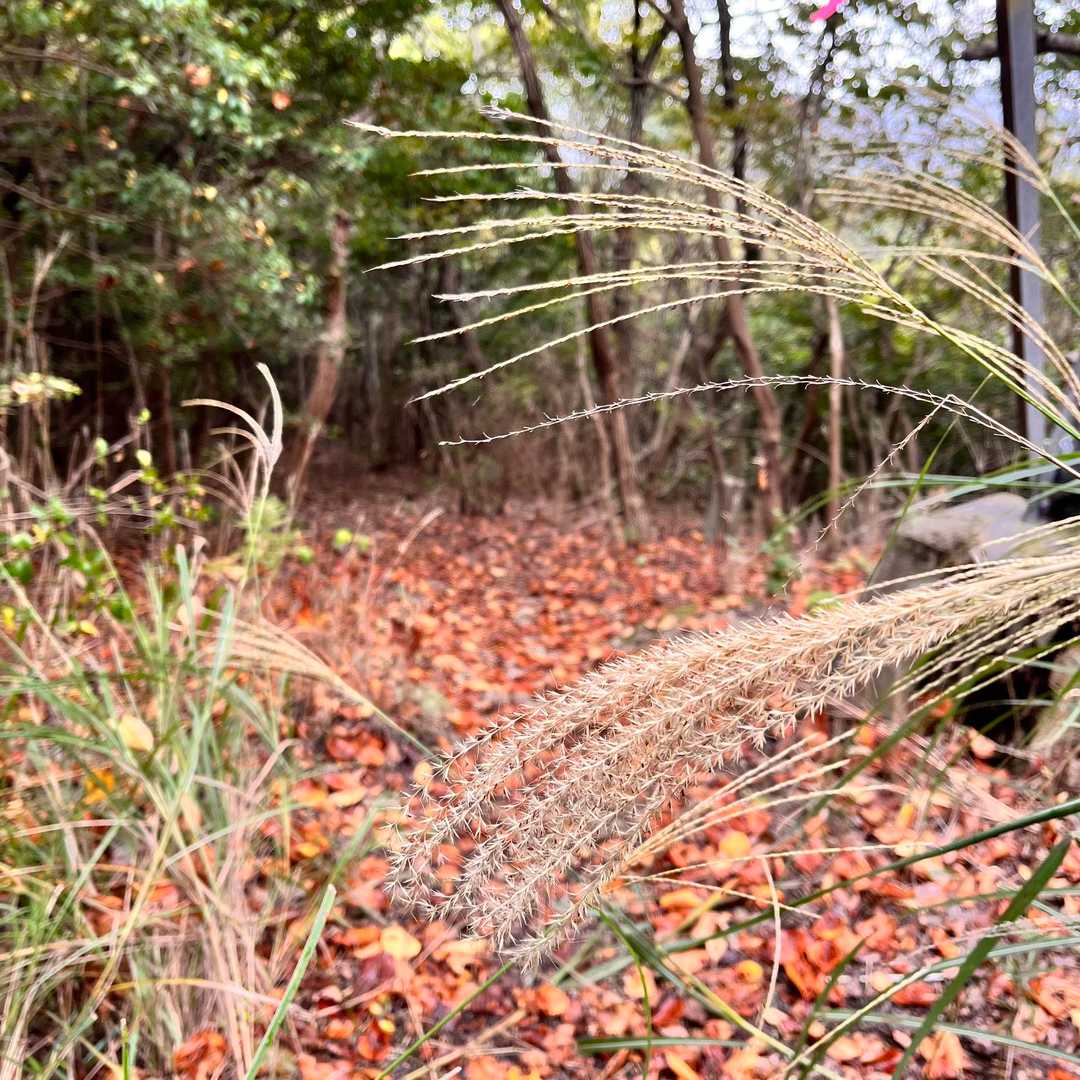 籾取山-井ノ口山-苫編山 縦走コースの写真