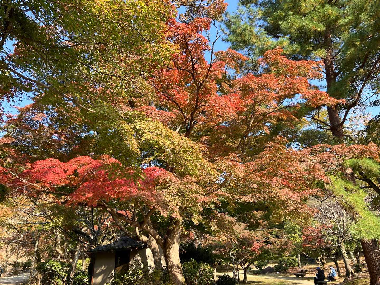 嵐山公園の🍁　いいとこ撮り