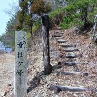 青根ヶ峰へ。