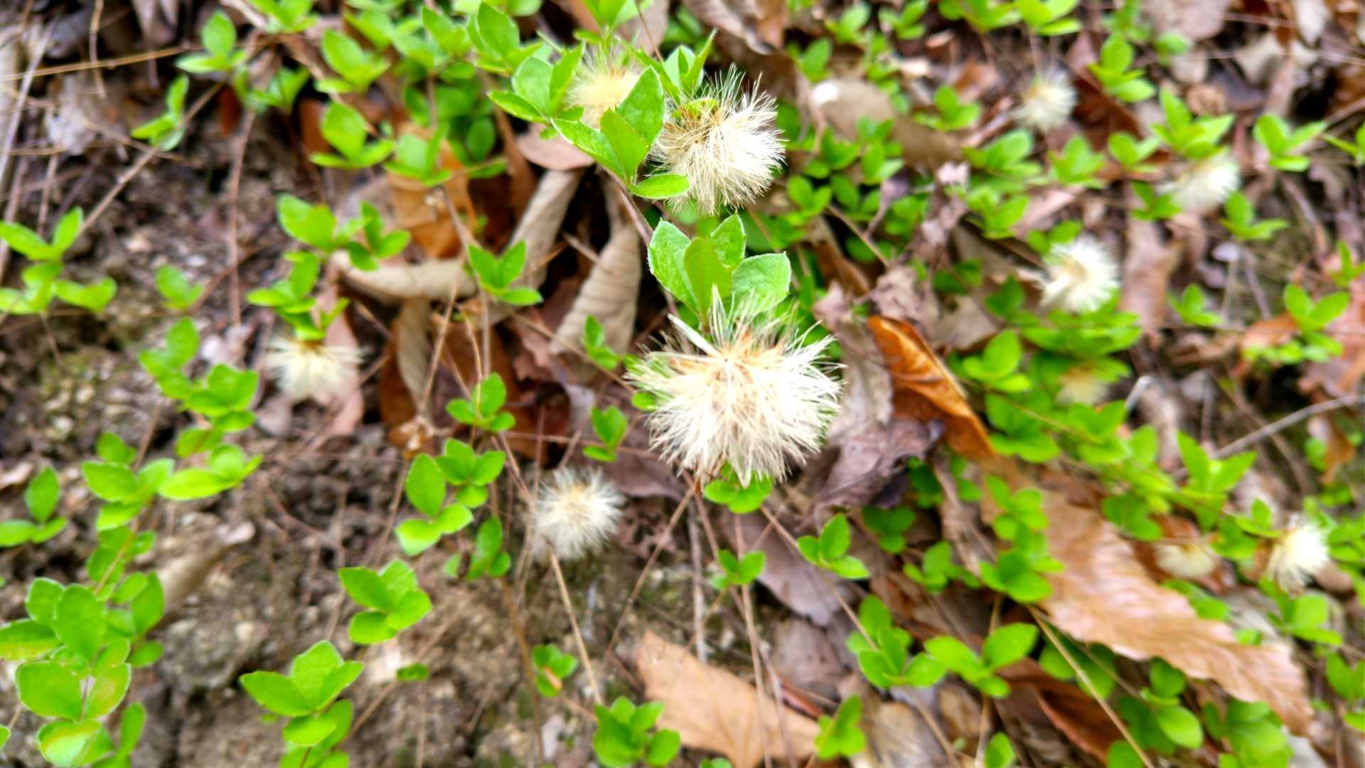 コウヤボウキ
新芽の緑が鮮やか🌿