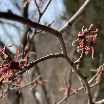 大平展望台近くに赤っぽいマンサク♪