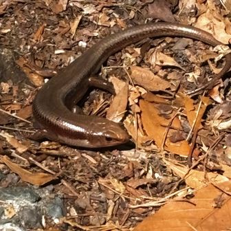 階段を登っていると目の前に巨大カナヘビが現れ腰を抜かす😭