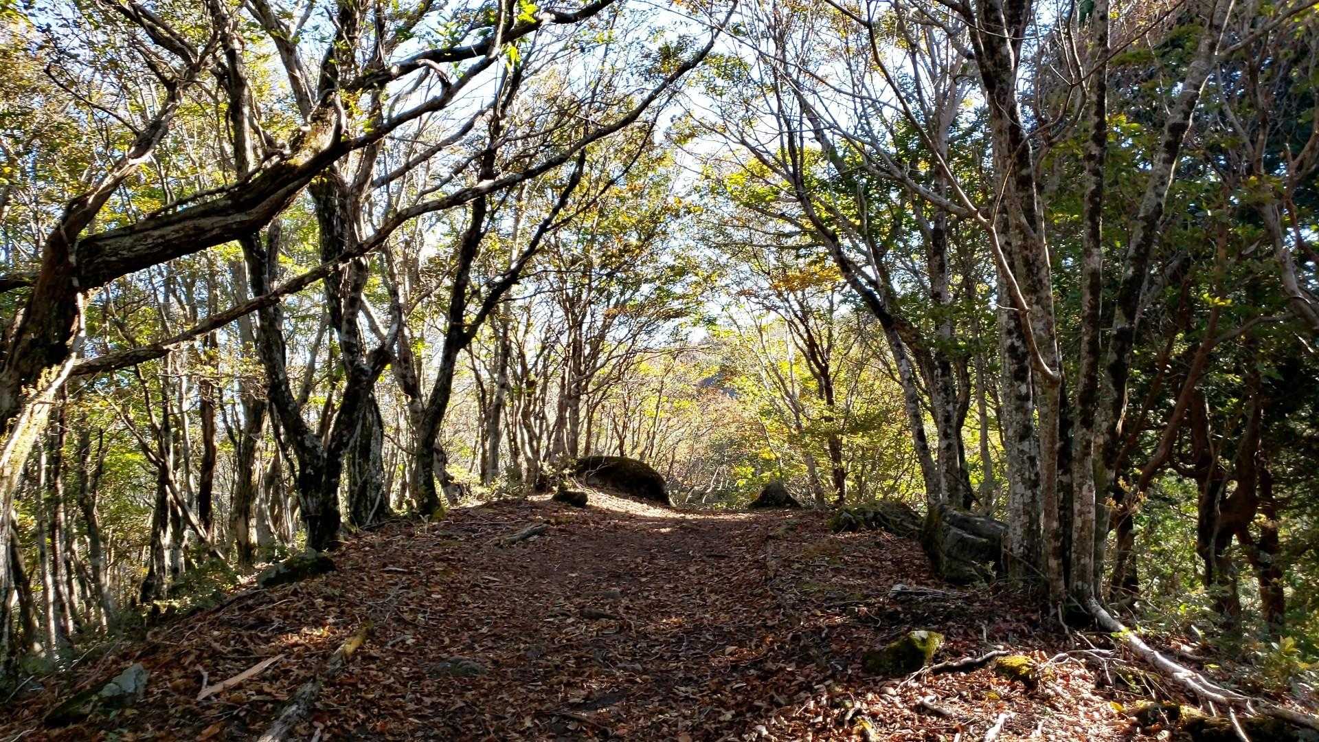 駒の尾登山口-駒の尾山 往復コースの写真