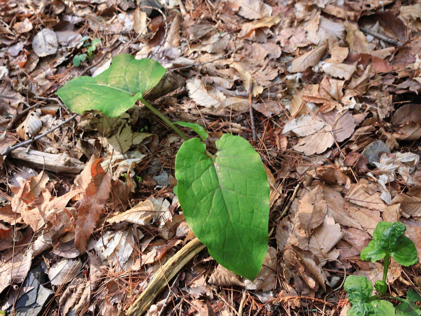 通常サイズのメスティンくらいの大きさ
やたら大きい葉っぱ🌱
なんの葉っぱ？🤔