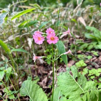 クリンソウ

大菩薩嶺にも咲くんですなぁ。