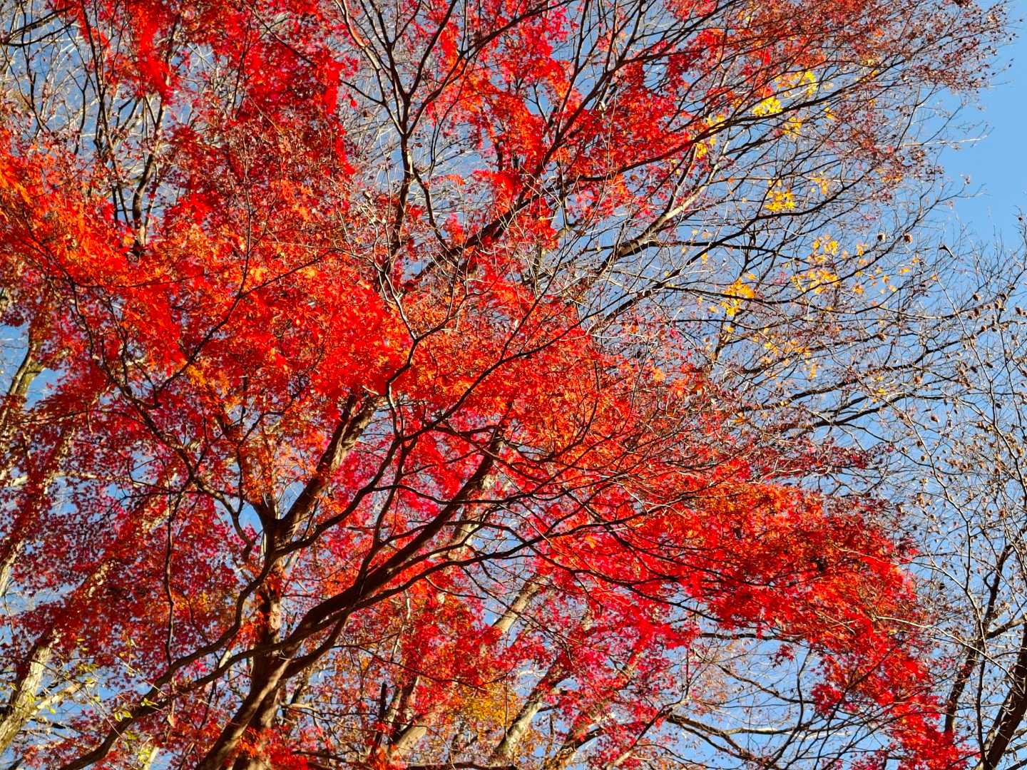 真っ赤なもみじがお帰りを言ってくれました🍁