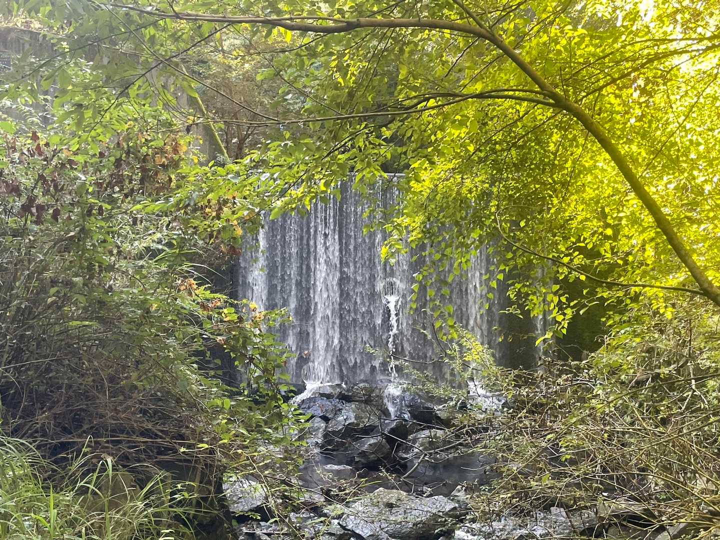 優しい緑と滝✨
