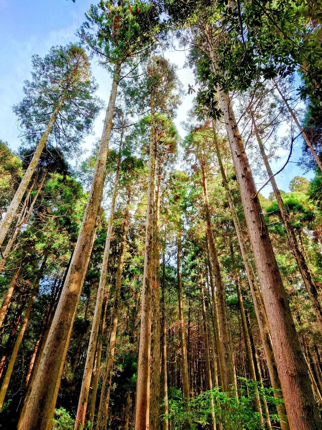 田上岳 往復コースの写真