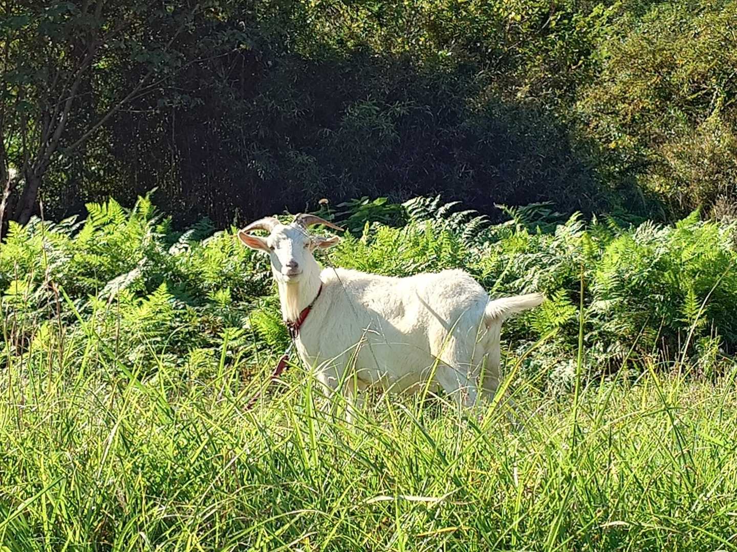 ヤギさん、こんにちは