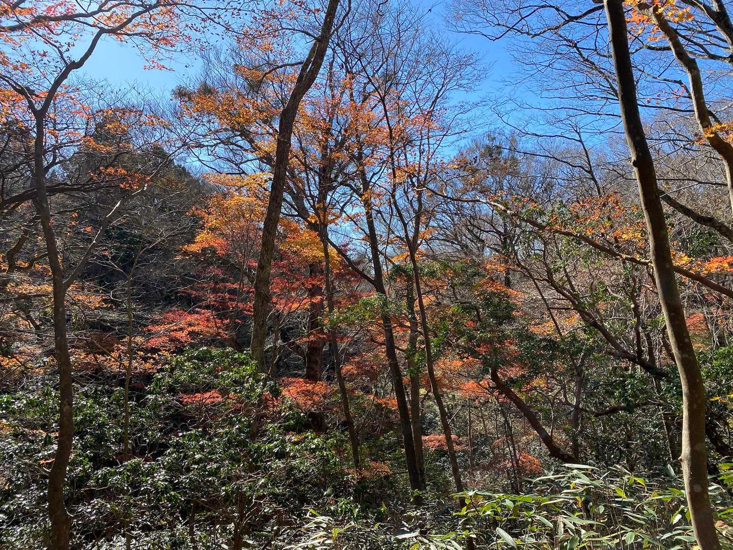 チラホラ紅葉も🍁