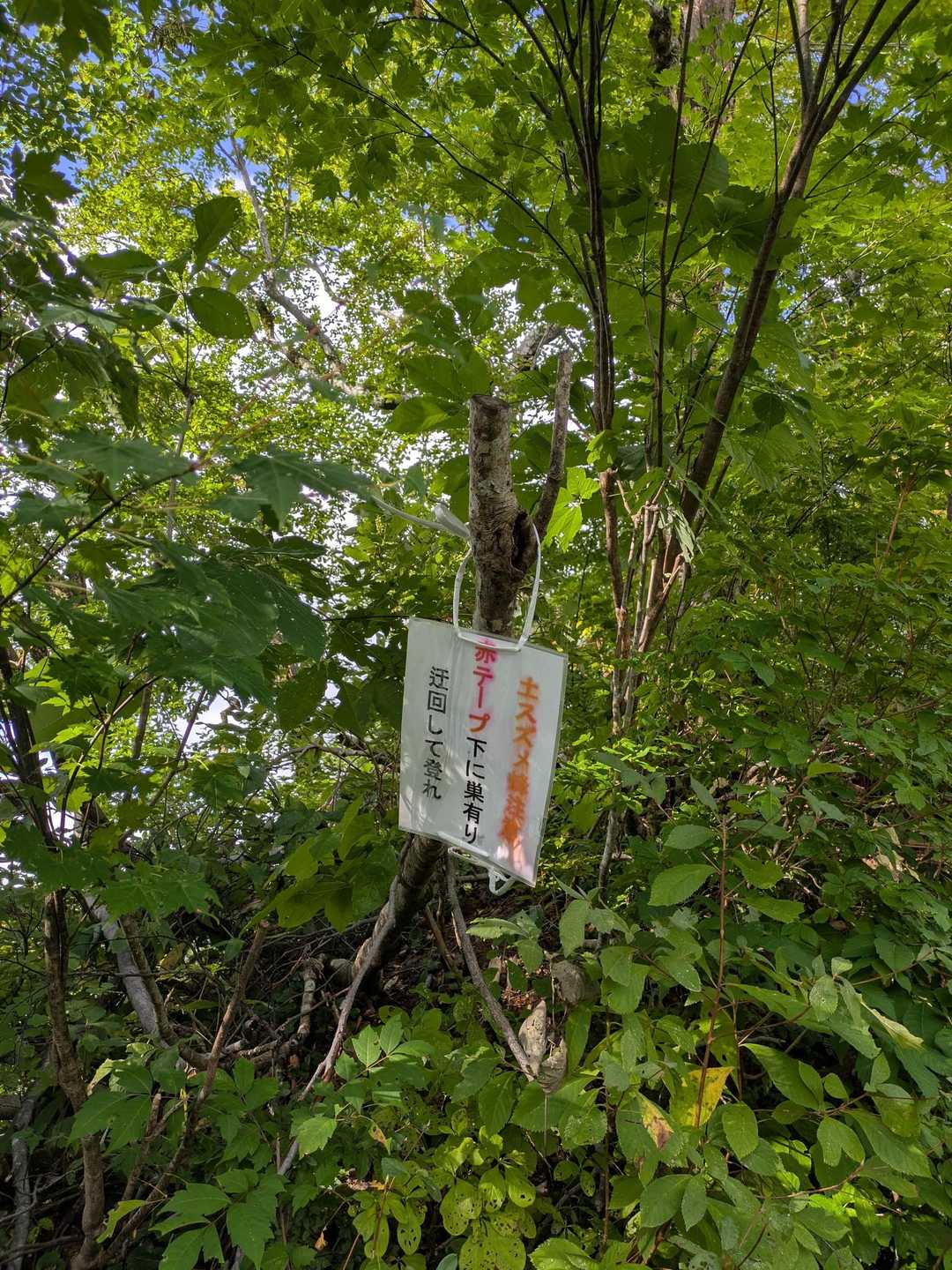 蜂はいなくなっていたような気がする