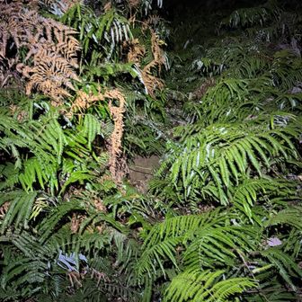佐野山の登山道は急登＋シダ薮地獄でした。