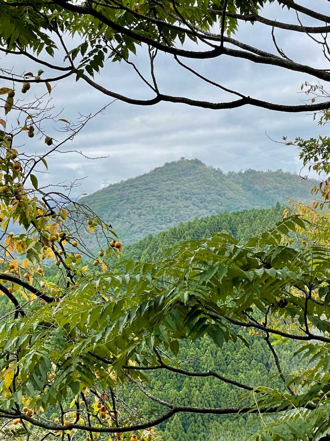 大向山 往復コースの写真