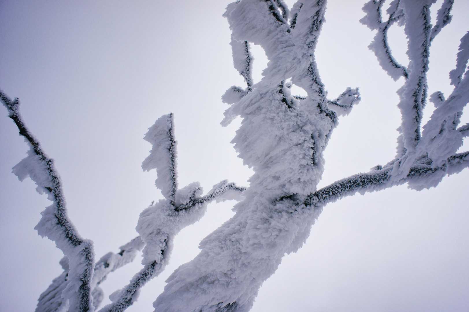 高見山-カヤノ山-天狗山-船峯山-黒石山-高山-差杉峠 周回コースの写真