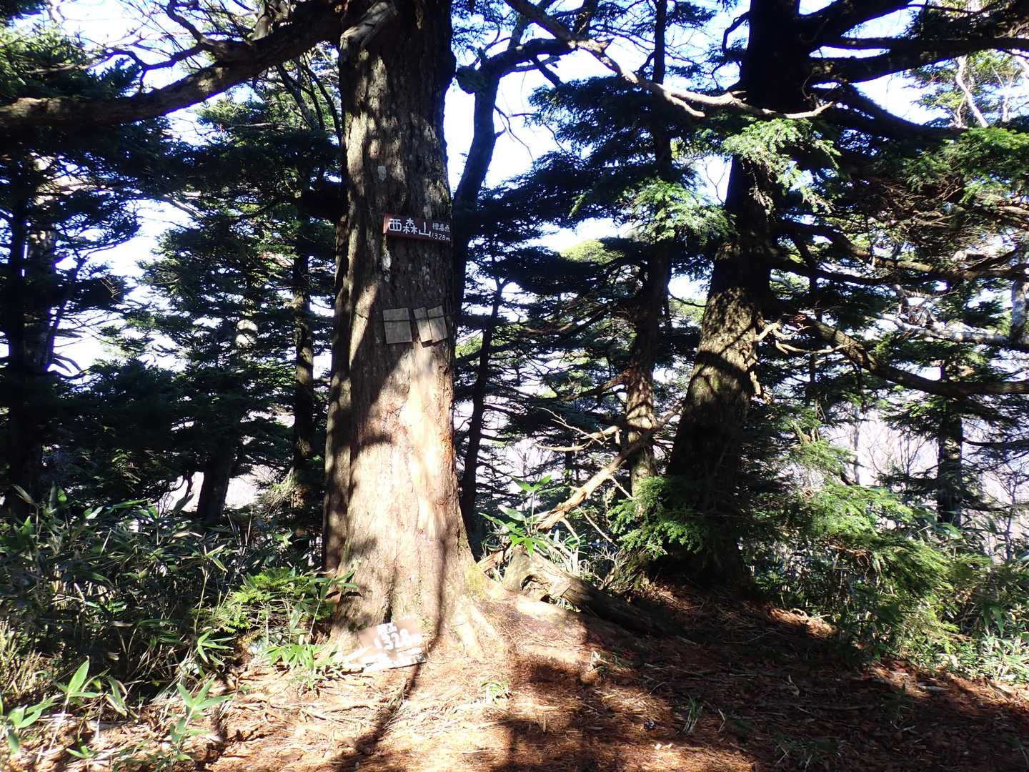 2座目、西森山山頂
前森山から2.1㎞
3本ブナ出合いから0.8㎞来ました