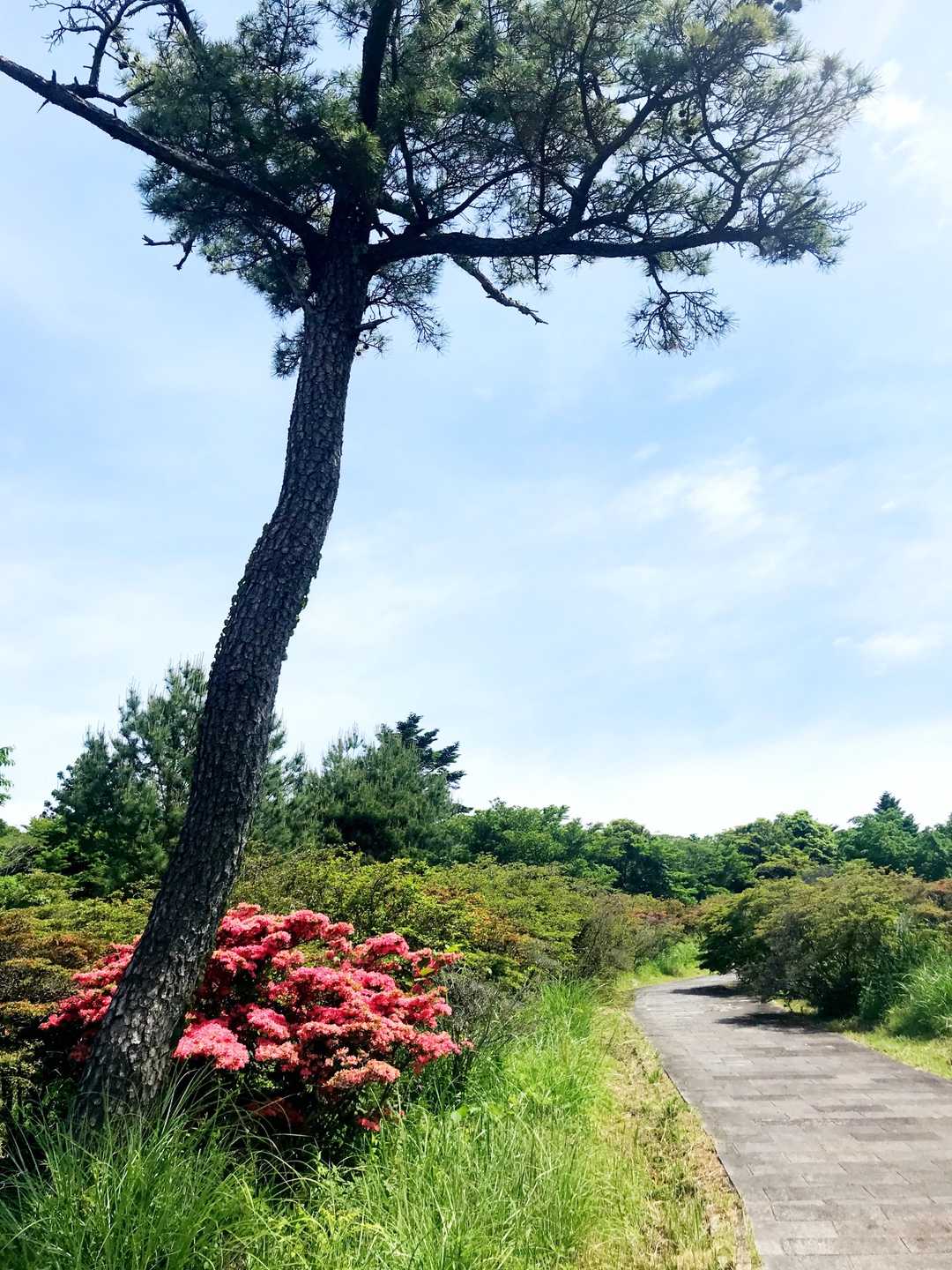 矢岳-高岩山登り口-高岩山 周回コースの写真