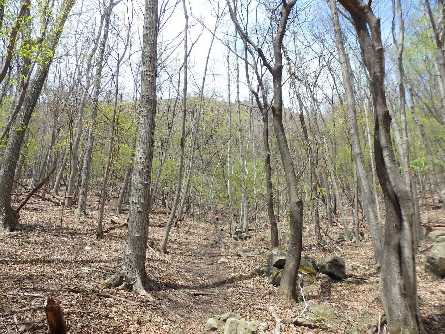 新緑が出てきました☘️

登りがキツイ〜💦
