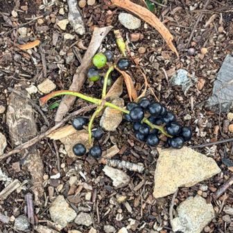 鳥か小動物が運んでる最中に落としたのかな🍇