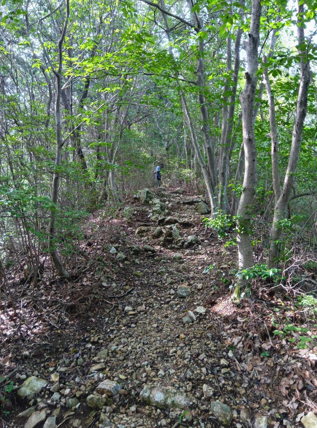明るい広葉樹🌳の尾根道が心地良いです😀