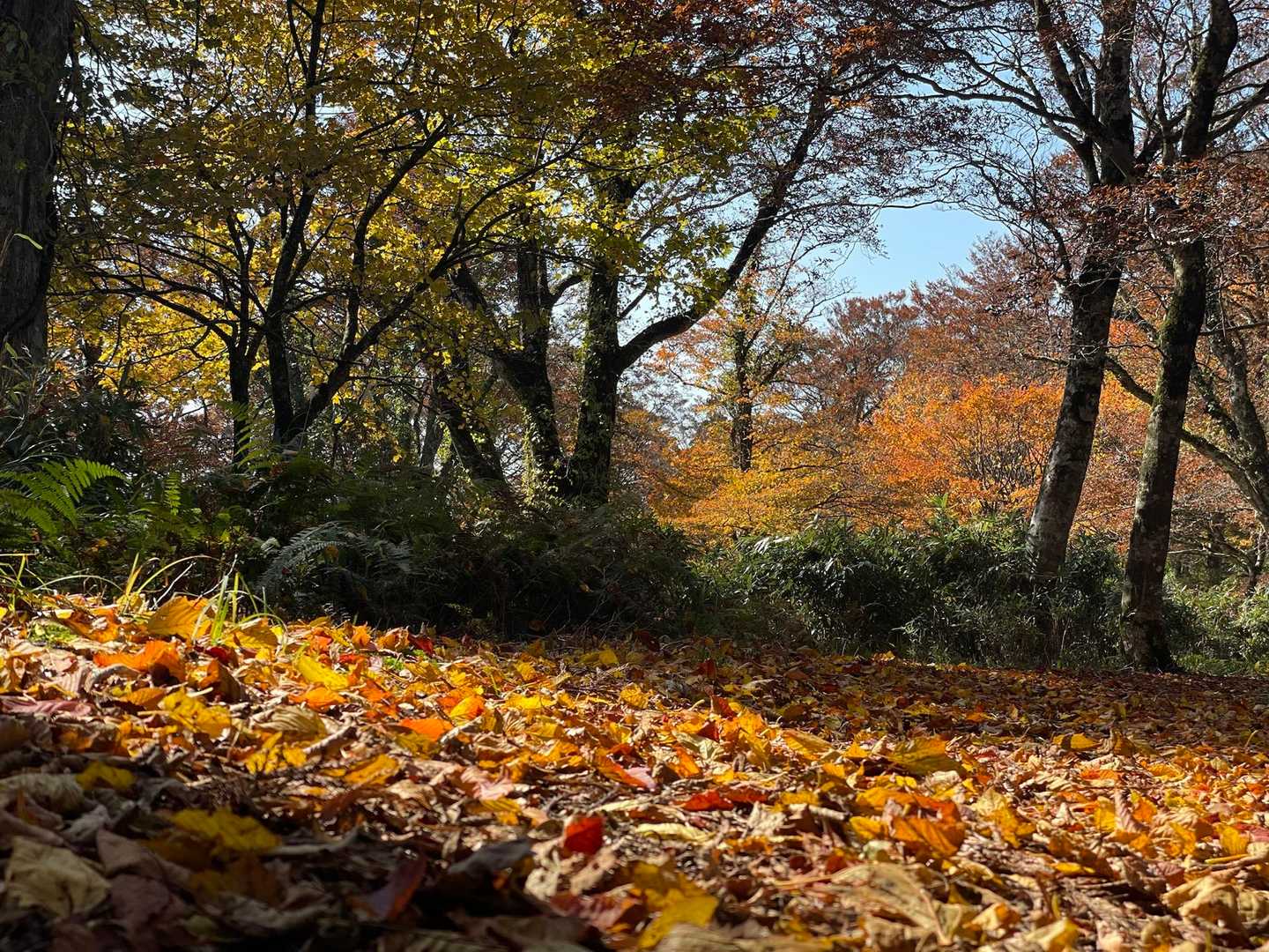 高清水トレイル登山口-大畝山-御林山-池川山-ブナの谷頭- 往復コースの写真
