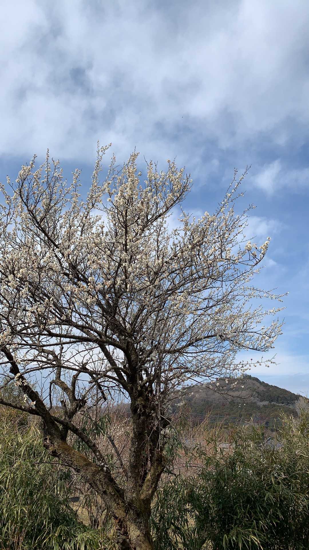 梅の背後には弘法山。
寄らずに駐車場へ戻りました。

最後までお付き合いいただき、ありがとうございました😊