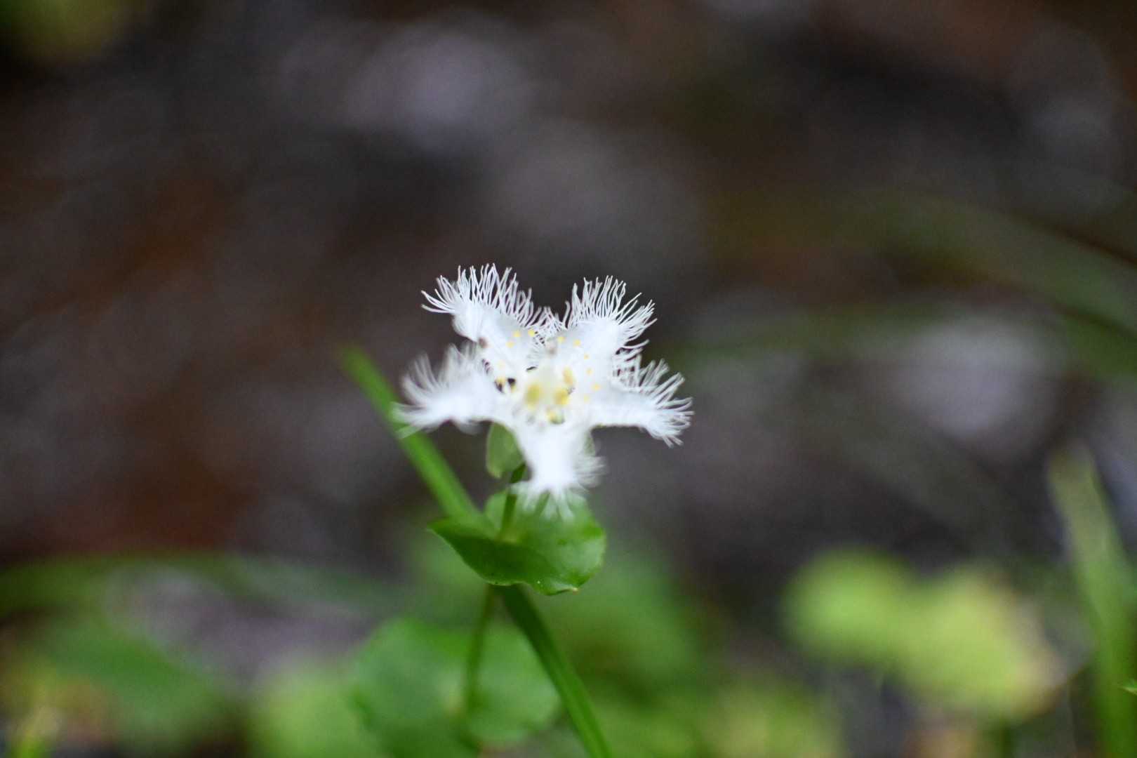 可愛い💠