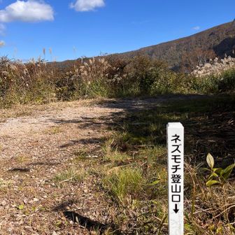 降りて来た登山道をヘアピンカーブばり、ネズモチ登山口へとＵターン