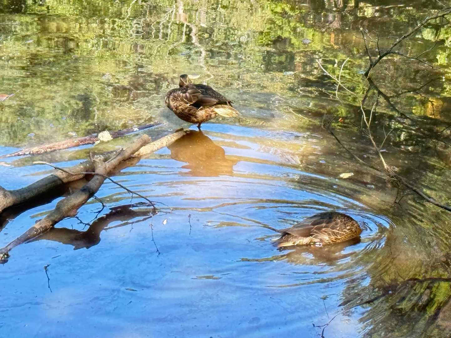 鴨も元気！