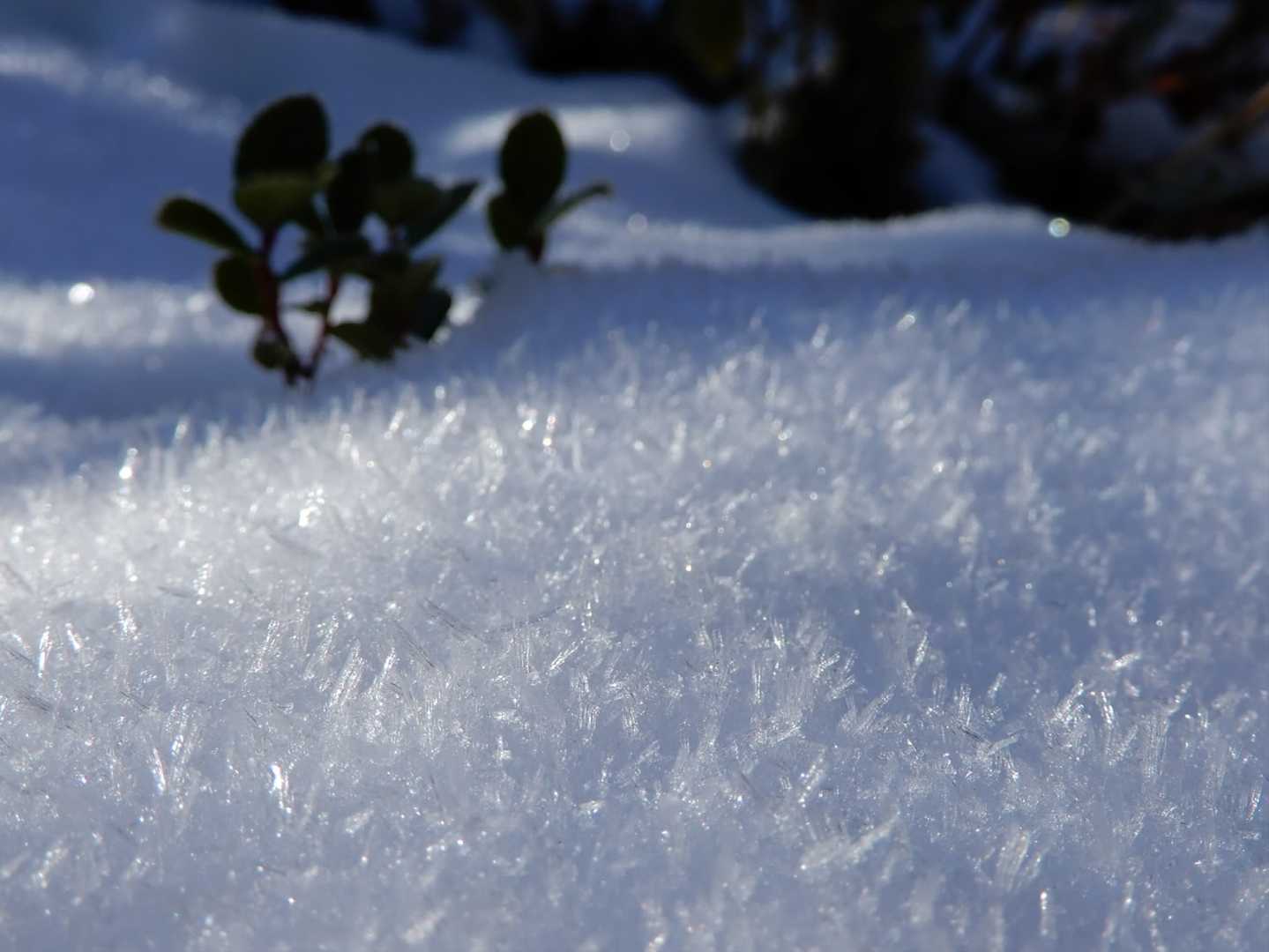 雪の表面に霧氷が付いてます。