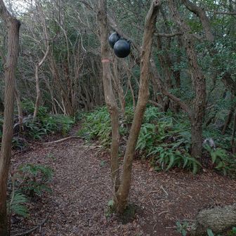 山頂の看板は見落としました。